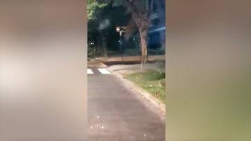 Puma emerges in Chile as coronavirus shuts down human life