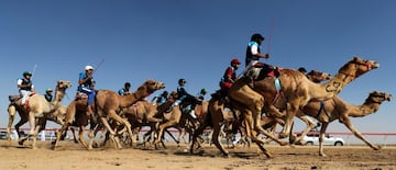 Carrera de camellos durante el Festival Sheikh Sultan Bin Zayed al-Nahyan, en el hipódromo de Shweihan en al-Ain en las afueras de Abu Dhabi.