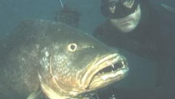 Joseba Kerejeta ha establecido un nuevo récord mundial de pesca submarina con un mero de coral negro de 24,9 kilos, capturado en diciembre en aguas de la Polinesia Francesa.