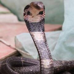 El coronavirus termina con los criaderos de ratas y cobras comestibles en China