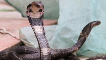 El coronavirus termina con los criaderos de ratas y cobras comestibles en China