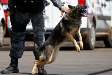 Tres meses antes de la Copa del Mundo de la FIFA, la Policía Militar de Brasilia, prepara a los perros que trabajarán en la seguridad del evento, en Brasilia. 23 animales están siendo entrenados para detectar explosivos, drogas y armas. Los perros realizarán entrenamiento en autobuses similares a los utilizados por las delegaciones de los países participantes en Brasil 2014. 