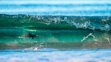 Categor¨ªa: Aves en el entorno. GANADORA DEL PREMIO DE PLATA.
Es una imagen de oto?o de 2022 en las Islas Malvinas. En una zona a lo largo de una playa donde los ping¨¹inos pap¨²a surfean en las olas cuando regresan de sus inmersiones de caza.