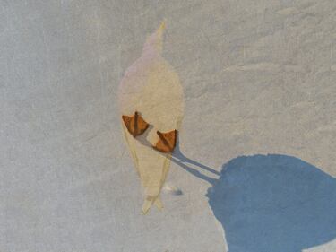 © IPPAWARDS - Iuliia Antonova - Ukraine