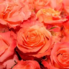 Países en lo que no se celebra el día de San Valentín