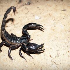 Muere una niña de 3 años después de sufrir una picadura de un escorpión mientras dormía