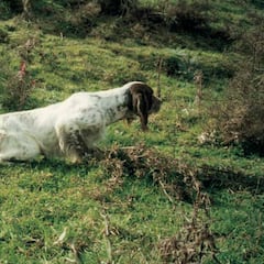 El perro ideal para la caza de la becada