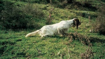 El perro ideal para la caza de la becada