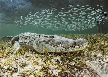 El cocodrilo americano, tambin conocido como lagarto real, es uno de los depredadores ms poderosos del reino animal. Se distingue de otros Crocodylidae por su gran tama?o, generalmente entre 3 y 4 m, llegando hasta los 6.1 m.  Se distribuye desde Florida, algunas islas del Mar Caribe y zonas costeras del golfo de Mxico hasta ros de la costa caribe?a de Honduras, Nicaragua, Costa Rica, Panam, Colombia y Venezuela. Su peso medio es de 500 kg.