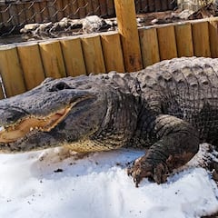 La sorprendente reacción de estos vecinos tras el ataque de un cocodrilo: “Mi corazón estaba con ellos”...