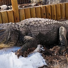 Peligroso cocodrilo se come a joven de 15 años, sólo dejó sus sandalias y causó conmoción mundial