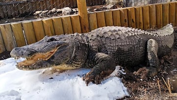 Vecinos observan sin palabras mientras un cocodrilo gigante desata miedo y solidaridad en una comunidad de Florida.