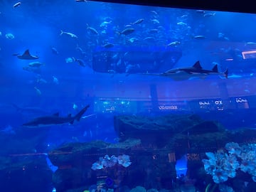 El acuario del Dubai Mall.