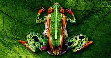 ¿Tortuga o mujer? La ilusión óptica de 'bodypainting' que impacta a las redes