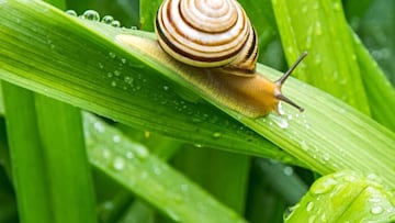 Ned, a lefty snail, is having a hard time finding his one true love