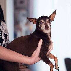 ¿Qué hacer para que tu perro o gato pase menos calor?