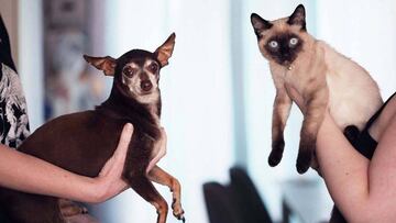 ¿Qué hacer para que tu perro o gato pase menos calor?