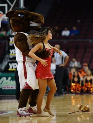 La mascota de los Santa Clara Broncos de baloncesto, también quiere bailar con las cheerleaders.