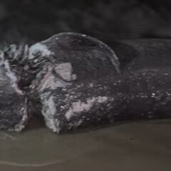 Turistas atónitos ante el tiburón muerto aparecido en las playas de Mallorca con mordeduras de un depredador mayor