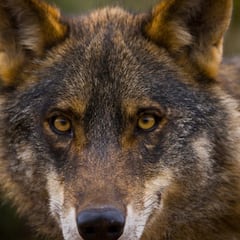 Humanizar a los animales