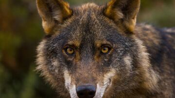 Humanizar a los animales