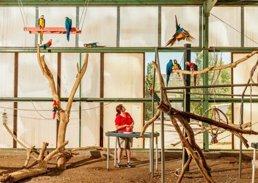 El Santuario Oasis, en Benson, Arizona, brinda atención permanente a 800 loros, incluidos guacamayos. La directora del refugio intenta dar de comer a los guacamayos nueces, su comida favorita.