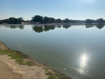 El lago de Al Qudra donde hay cientos de flamencos.