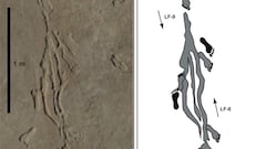 Scientists thought they were prehistoric footprints, what they turned out to be stunned them