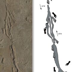 Scientists thought they were prehistoric footprints, what they turned out to be stunned them