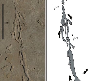 Scientists thought they were prehistoric footprints, the truth was far more exciting