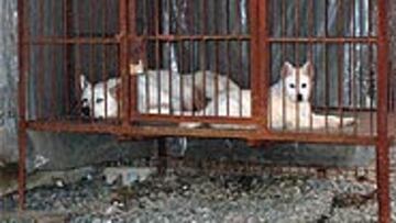 <B>SU ORIGEN</B>. Los campesinos empezaron a consumirlo hace 18 siglos por aportar proteínas que complementaban al arroz y los vegetales