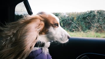 Cinturón de seguridad para mascotas: así es y por esto deberías tenerlo siempre en tu coche. Está disponible en Amazon.