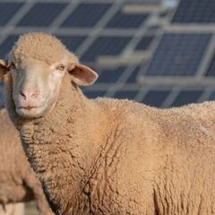 ¿Cuál es la función de un rebaño de ovejas en la planta de Volkswagen en Estados Unidos?