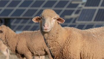 ¿Cuál es la función de un rebaño de ovejas en la planta de Volkswagen en Estados Unidos?