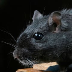 Detectan ratas negras en el centro de Madrid