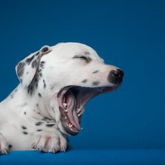 Puppy Bowl 2024: Do all the puppies get adopted?