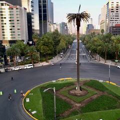 Consulta para sustituir la Palma de Reforma: ¿Cómo emitir el voto y cuál va ganando?