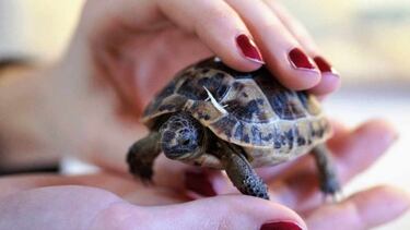 Las mascotas que no puedes tener en casa con la nueva Ley de Bienestar Animal