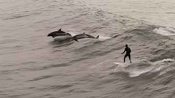Surf entre delfines