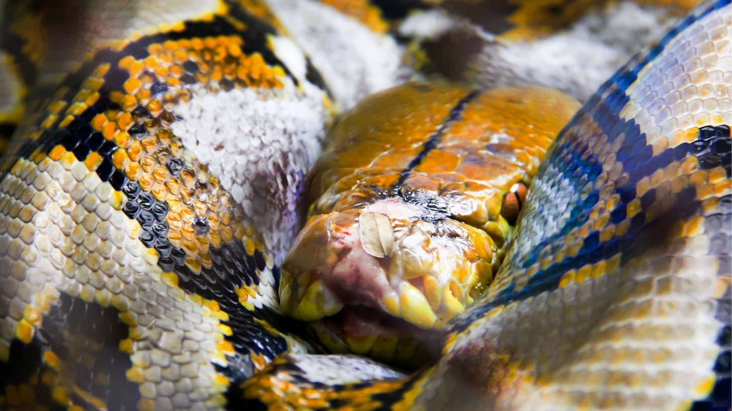 A five-metre python kills and swallows a woman: “She was completely ...