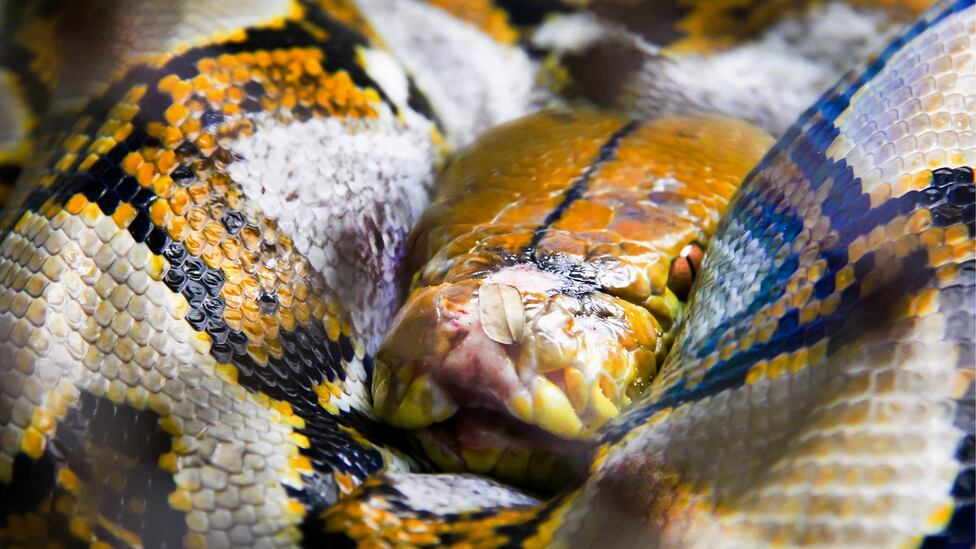 A five-metre python kills and swallows a woman: “She was completely ...
