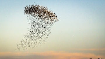 04/01/2020 Baile de los estorninos sobre el Parque Natural dels Aiguamolls del Emporda /Toni Ferragut