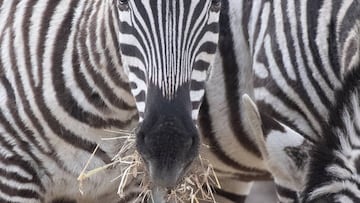 17 March 2023, Berlin: A zebra looks in the direction of visitors at the zoo. Photo: Paul Zinken/dpa (Photo by Paul Zinken/picture alliance via Getty Images)