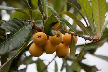 La peculiar fruta espa?ola que sirve para adelgazar