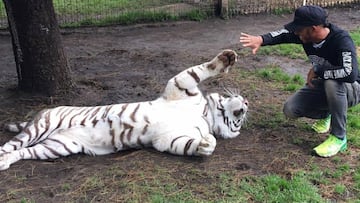 Lewis Hamilton jugando con uno de los felinos de la fundación.