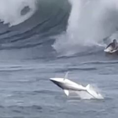 Un tiburón sorprende a un bodyboarder en plena ola