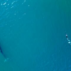 El animal desaparecido desde 1929 que ha reaparecido en el mar patagónico