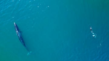 El animal desaparecido desde 1929 que ha reaparecido en el mar patag¨®nico