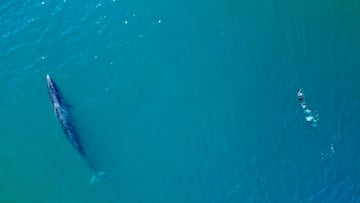 El animal desaparecido desde 1929 que ha reaparecido en el mar patagónico