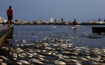 Este es el aspecto de las cercanías de la Bahía de Guanabara, donde tendrán lugar las regatas de los JJOO. Roberto Freitas, atleta brasileño que participará, tuvo que entrenar ante una laguna repleta de peces muertos.